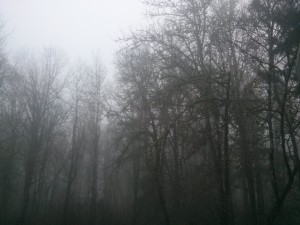 雑木林にかかった霧